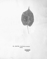 Phyllerium nervale image